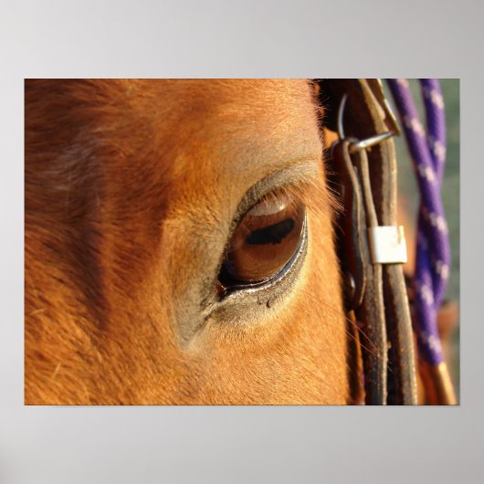 Poster L'oeil de Scotch (Devant)