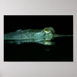 Poster L'Oeil Du Gharial