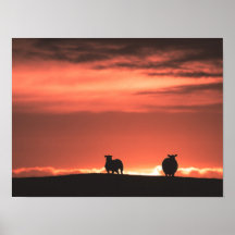 Lofoten Îles Sunset Sheep Nature Photo