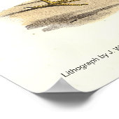 Poster L'oiseau de Bittern américain (Botaurus lentiginos (Coin)