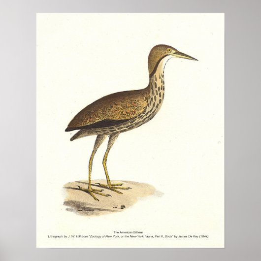 Poster L'oiseau de Bittern américain (Botaurus lentiginos (Devant)