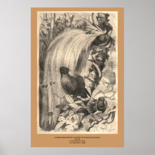 Poster L'Oiseau du Paradis, le Filet, le Manucaude Royal
