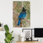 Poster L'oiseau-geai de Steller dans l'arbre (Bureau à domicile)