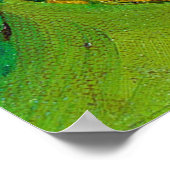 Poster L'Oiseau Vert Au Beak Bleu (Coin)