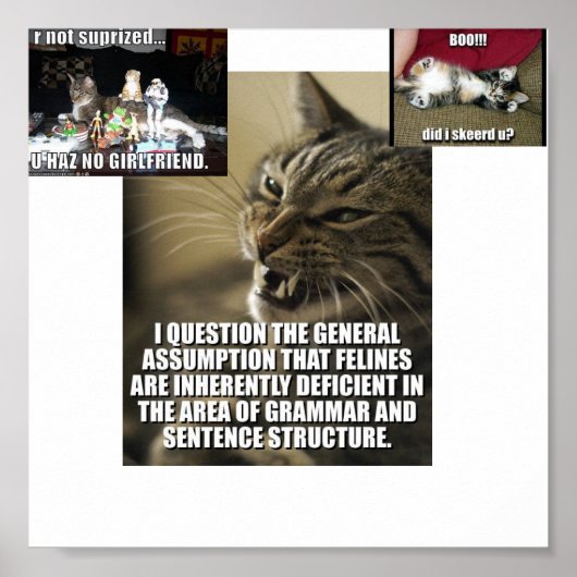 Poster lol-catz-frappe-back, boo-do-i-skeerd-u_jpg_th... (Devant)