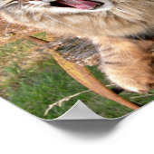 Poster LOL Maine Coon (Coin)