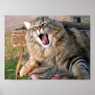 Poster LOL Maine Coon