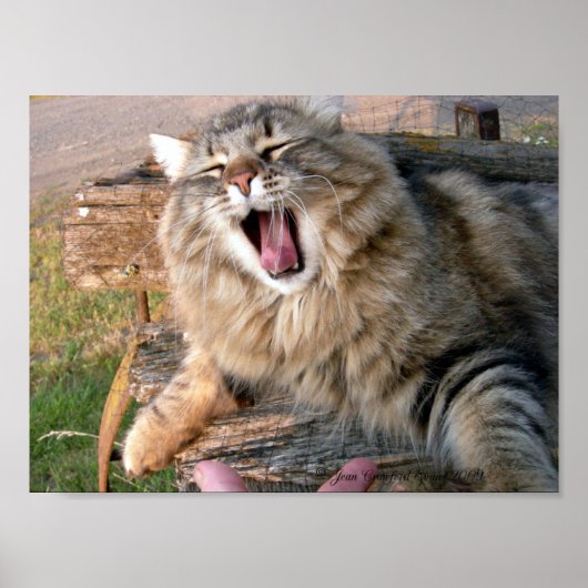Poster LOL Maine Coon (Devant)