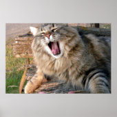 Poster LOL Maine Coon (Devant)
