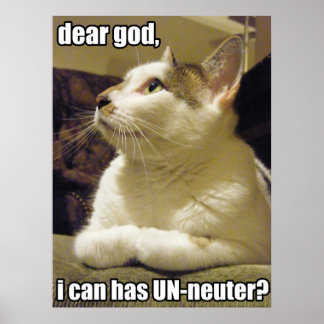 Poster LOLcat - mon dieu