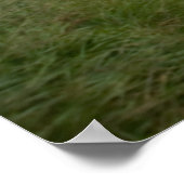 Poster L'Old Kenmare Road (Coin)