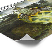 Poster LOLturtle - rub mah belleh (Coin)