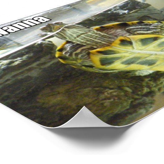 Poster LOLturtle - rub mah belleh (Coin)