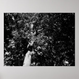 Poster London Plane Tree - B&W