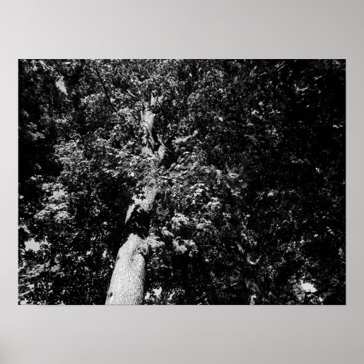 Poster London Plane Tree - B&W (Devant)