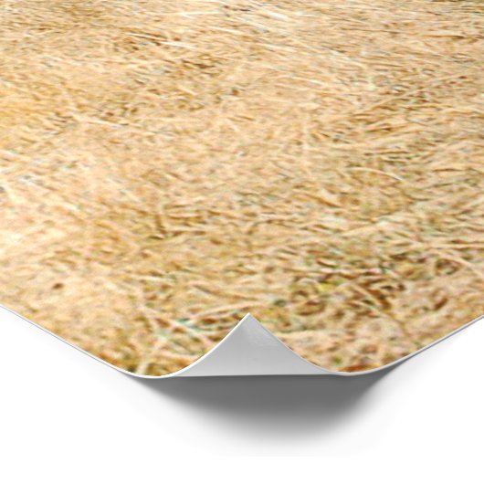 Poster Lone Buffalo (Coin)