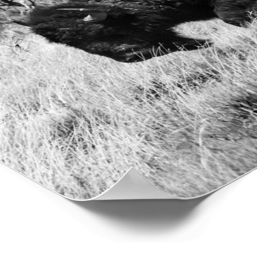 Poster Lone Buffalo (Coin)