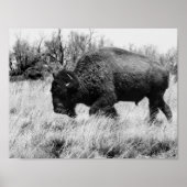 Poster Lone Buffalo (Devant)