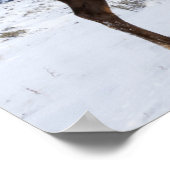 Poster Lone Bull Elk | Parc national de Yellowstone (Coin)