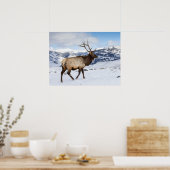 Poster Lone Bull Elk | Parc national de Yellowstone (Cuisine)