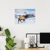 Poster Lone Bull Elk | Parc national de Yellowstone (Bureau à domicile)