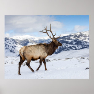 Poster Lone Bull Elk Parc national de Yellowstone
