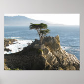 Poster Lone Cypress dans 17 miles Drive (Devant)