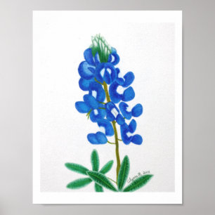 Poster Lone Star Bluebonnet Print