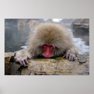 Poster Lonely snow monkey in Nagano, Japan