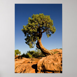 Poster Lonesome Cedar, Deadhorse Point State Park,