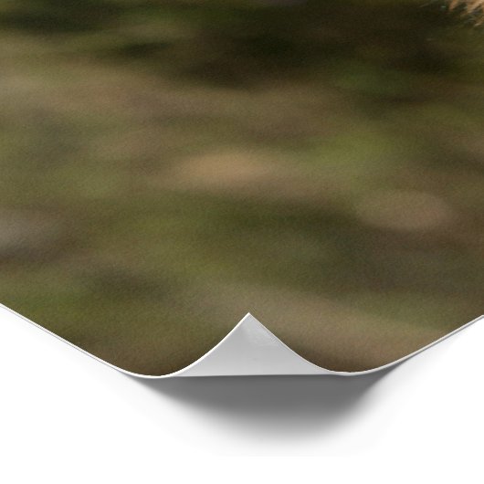 Poster Long berger allemand Haired 1 (Coin)