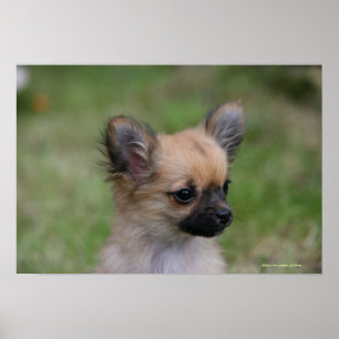 Poster Long Haired Chihuahua Chiuppy regardant la caméra