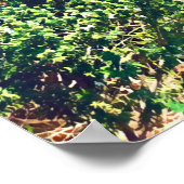 Poster Long Reef Plages du nord sydney (Coin)