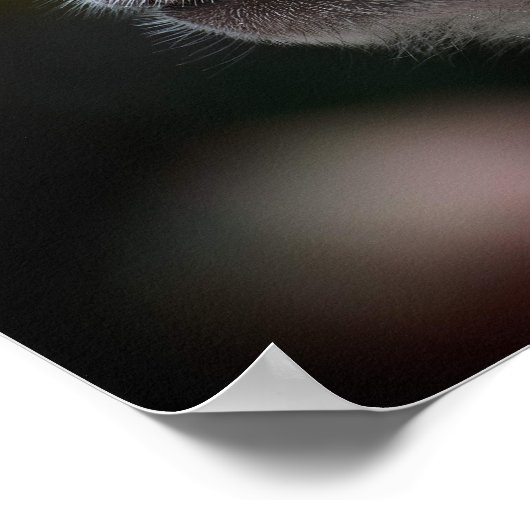 Poster Long-Tailed Macaque Close-Up (Coin)