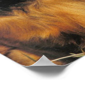 Poster LonghEI Dachshund (Coin)