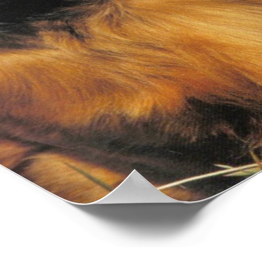 Poster LonghEI Dachshund (Coin)