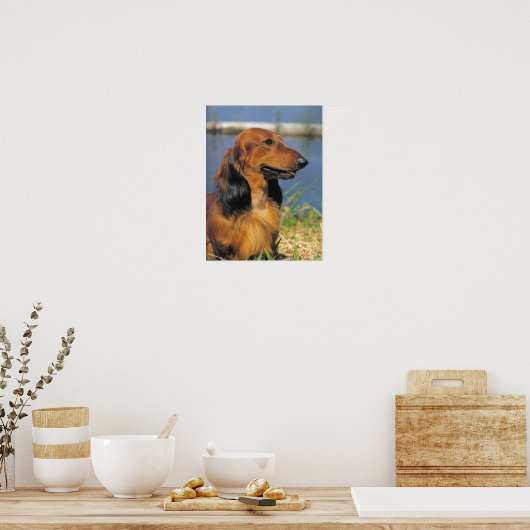Poster LonghEI Dachshund (Cuisine)