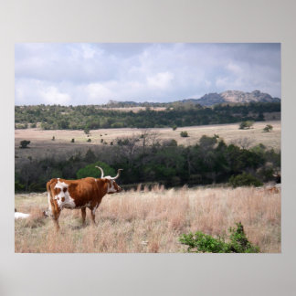 Poster Longhorn dans les montagnes Wichita Wildlife Refug