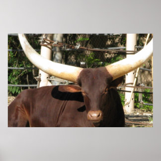 Poster Longhorn Steer