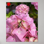 Poster Longicorne sur Hydrangea rose (Devant)