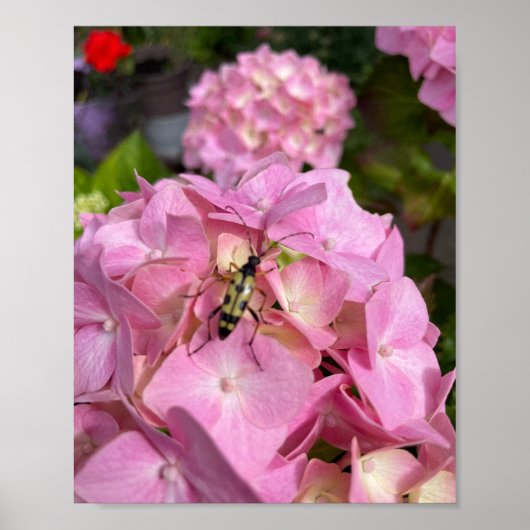 Poster Longicorne sur Hydrangea rose (Devant)