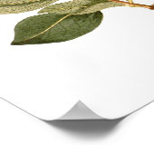 Poster Lonicera periclymenum (Honeysuckle) (Coin)