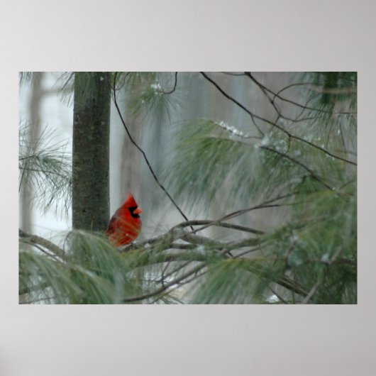 Poster Lonley Cardinal (Devant)
