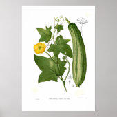 Poster Loofah (Devant)