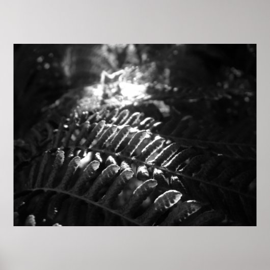 Poster Look-Into-the-Light (Devant)