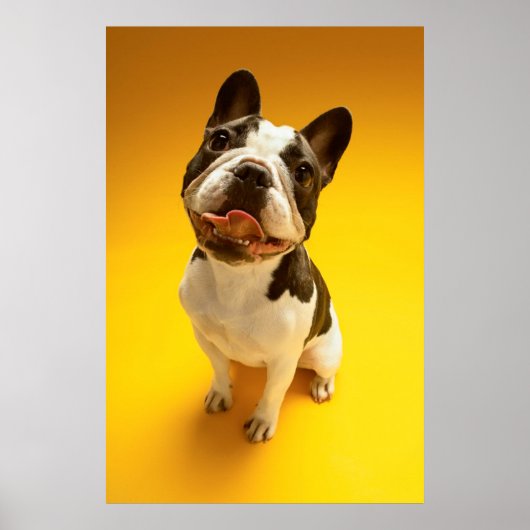 Poster Looking Up (Devant)