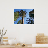 Poster Looking Up at Mariposa Grove (Cuisine)