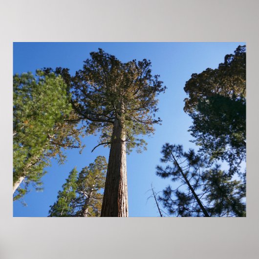 Poster Looking Up at Mariposa Grove (Devant)
