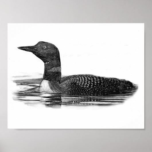 Poster Loon sur le lac (Devant)