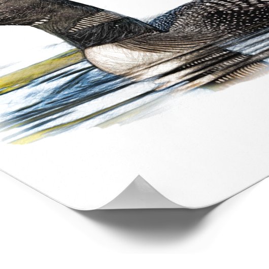 Poster Loon sur l'eau (Coin)